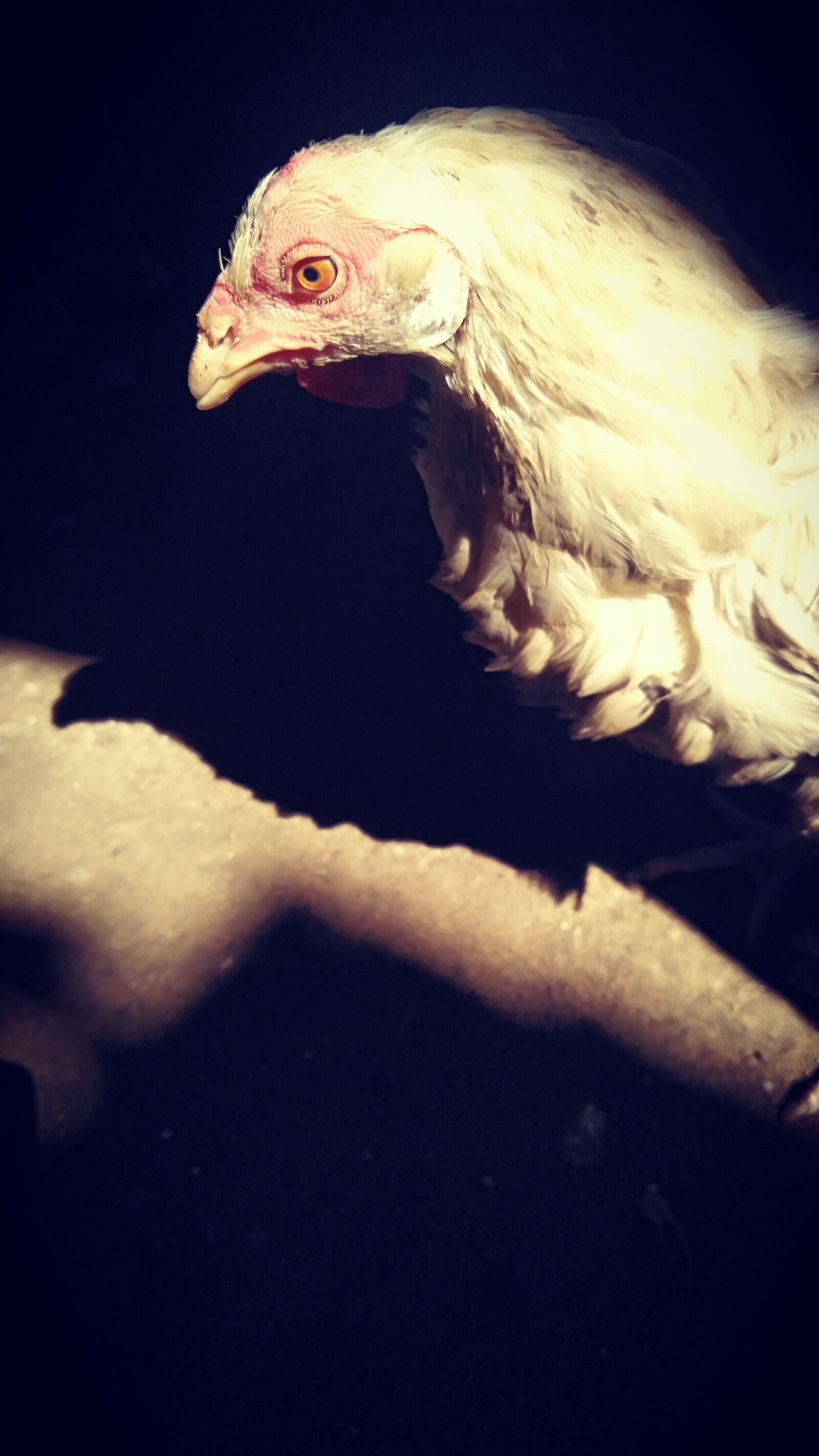 OPPO CPH1801 sample photo. Hen, chicken, shadow photography