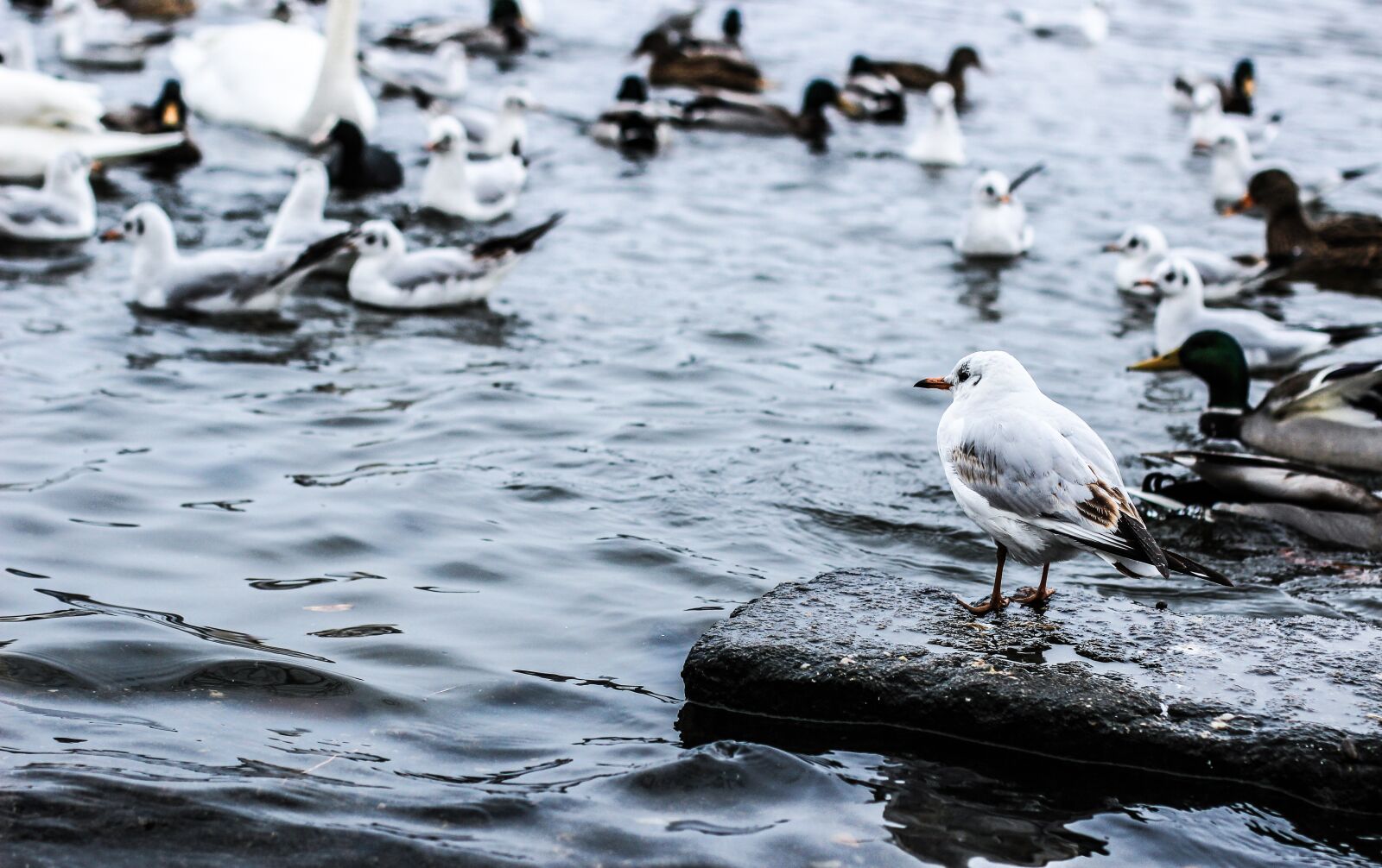 Canon EOS 600D (Rebel EOS T3i / EOS Kiss X5) + Canon EF 50mm F1.4 USM sample photo. Birds, gulls, river photography