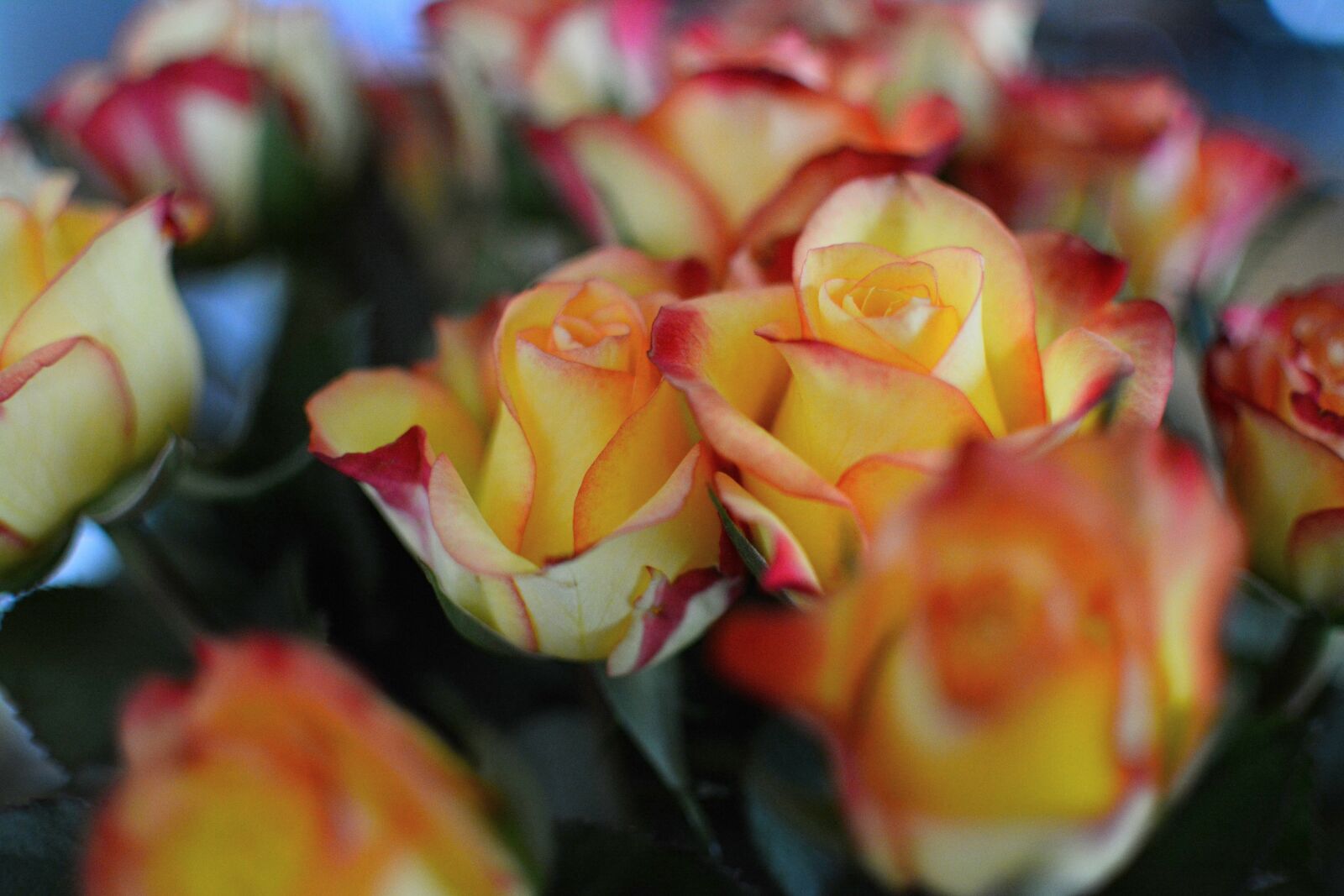 Nikon D5200 sample photo. Roses, yellow, yellow rose photography