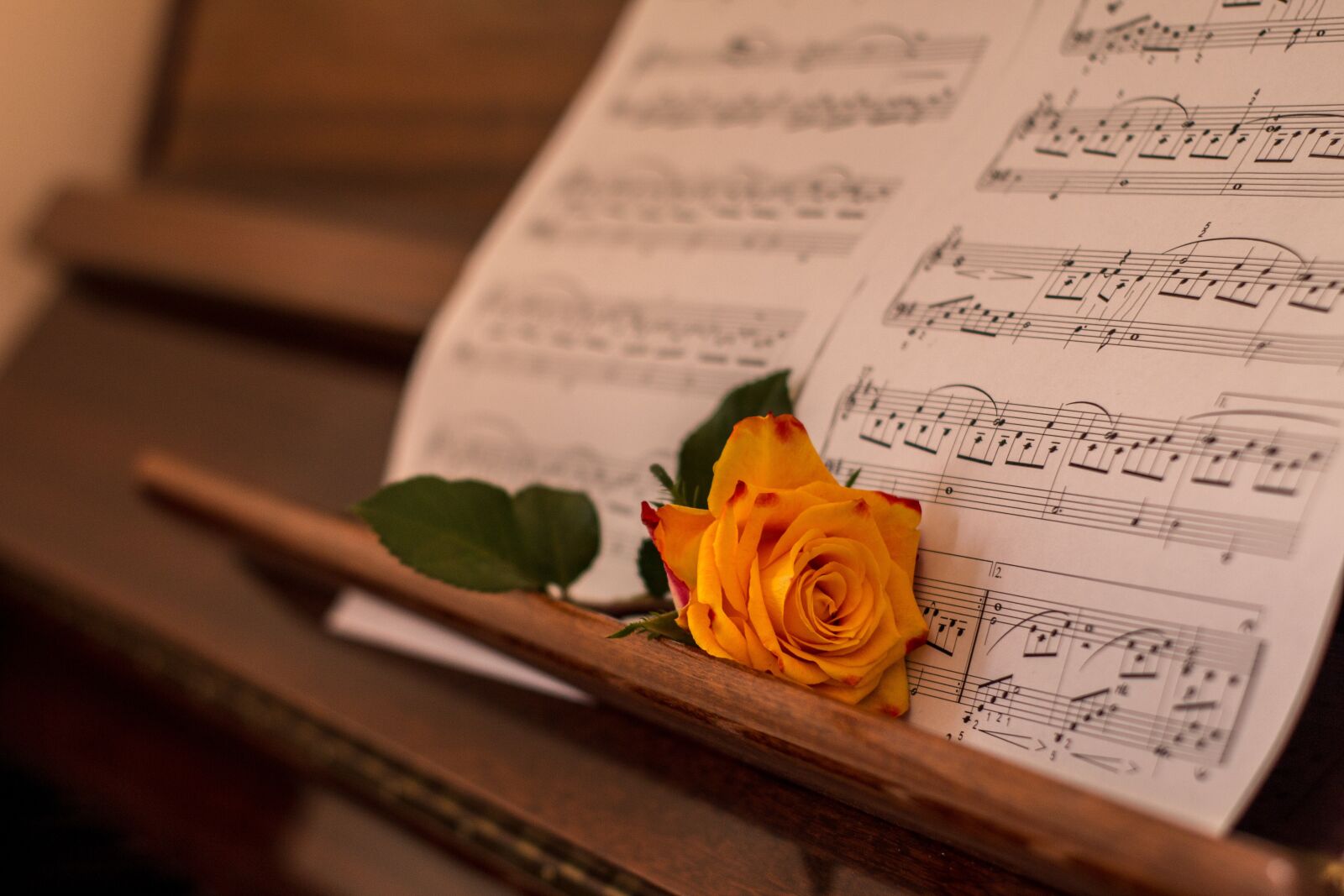 Canon EOS 70D sample photo. Rose, orange, piano photography