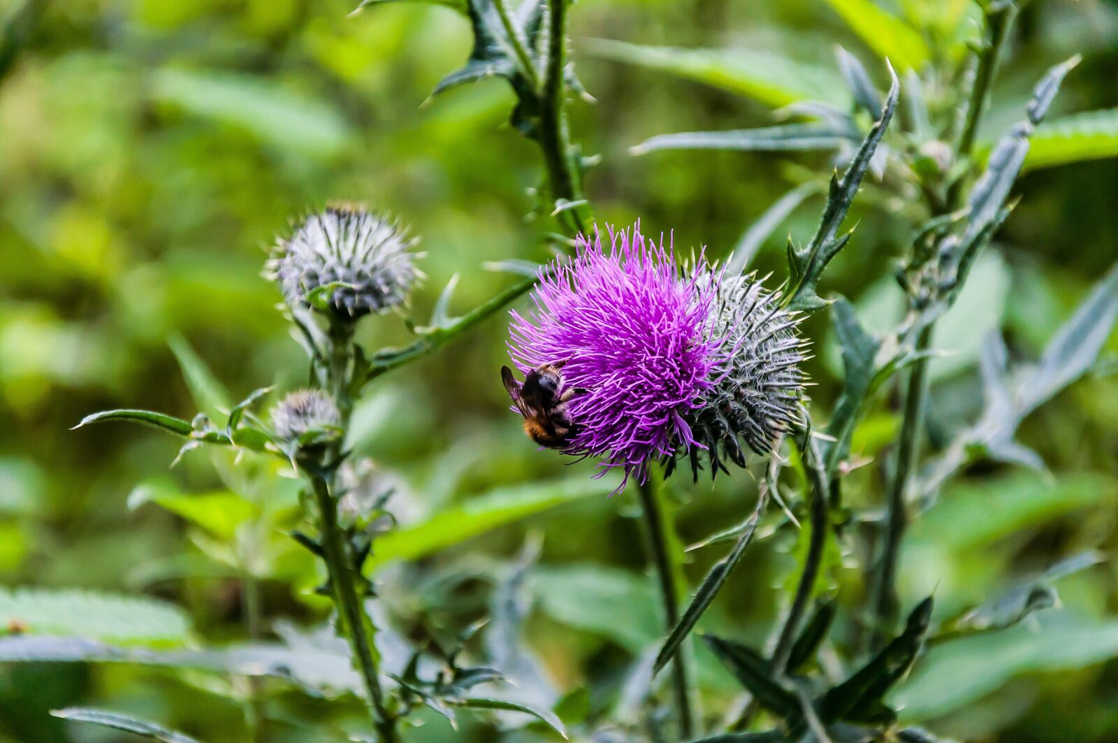 Nikon D5000 sample photo. Nature, thistle, thistle flower photography