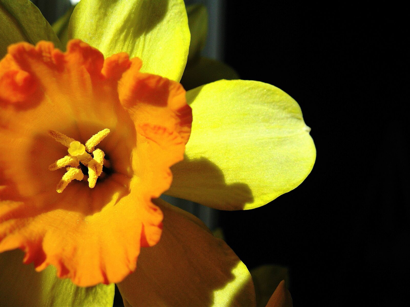 Canon POWERSHOT A720 IS sample photo. Daffodils, flowers, flora photography