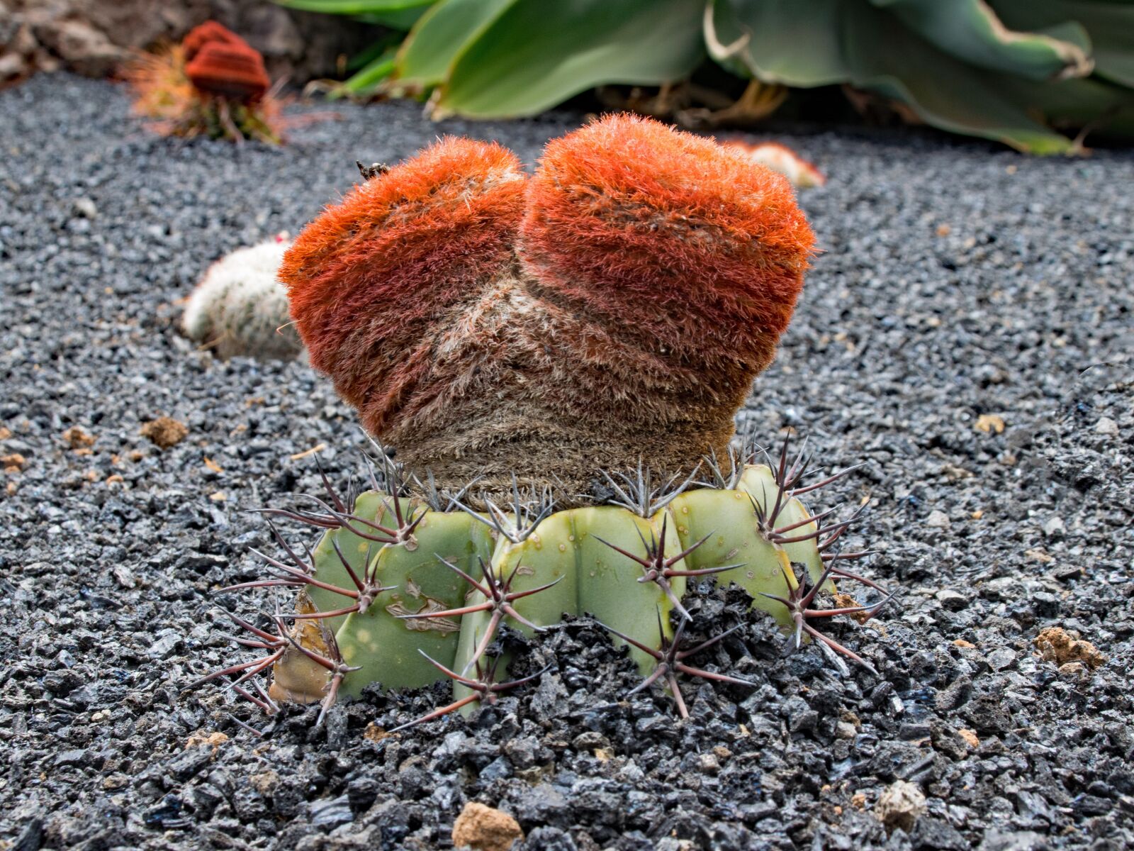 Nikon D5300 sample photo. Jardin de cactus, cactus photography