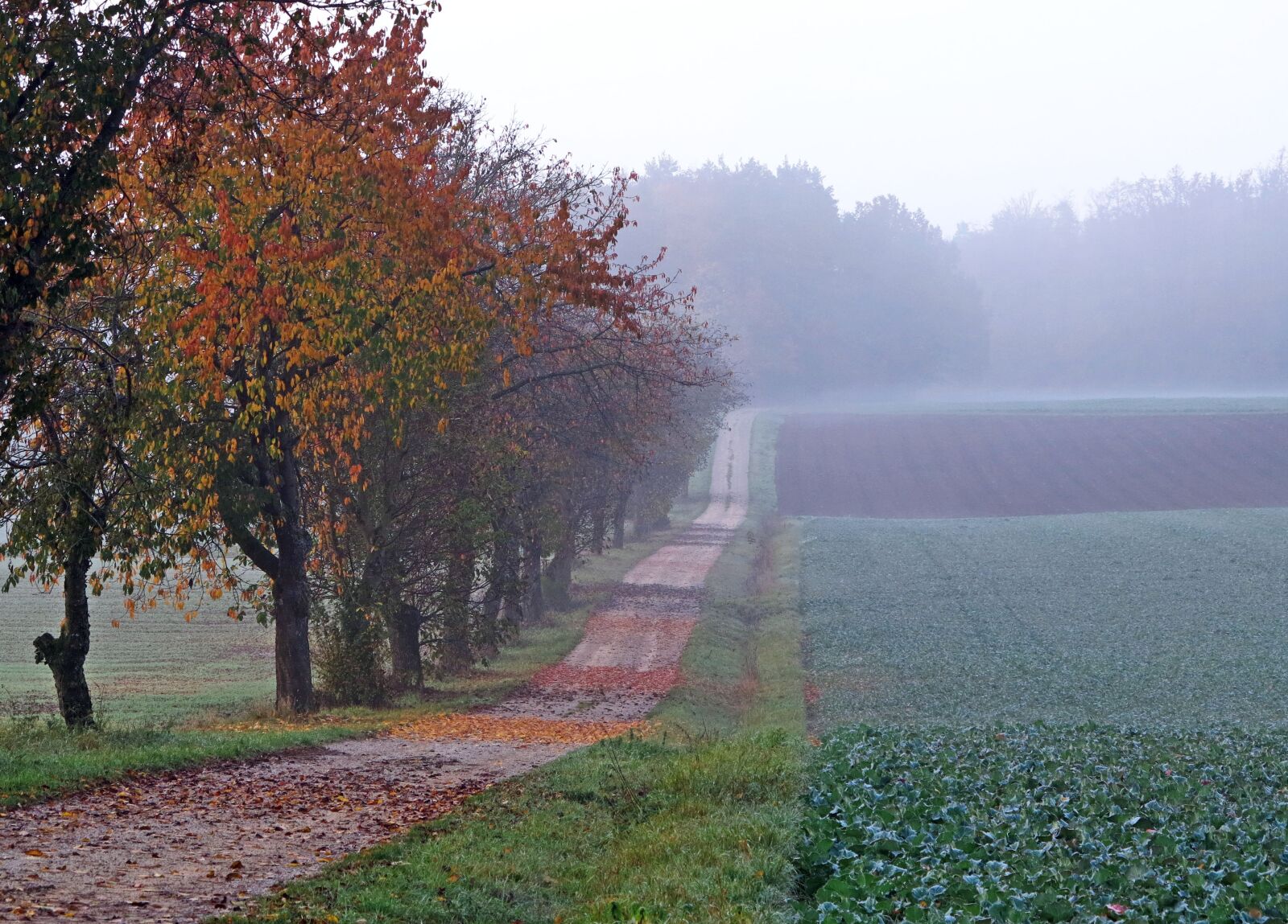 Canon PowerShot G1 X sample photo. Autumn landscape, fog, away photography