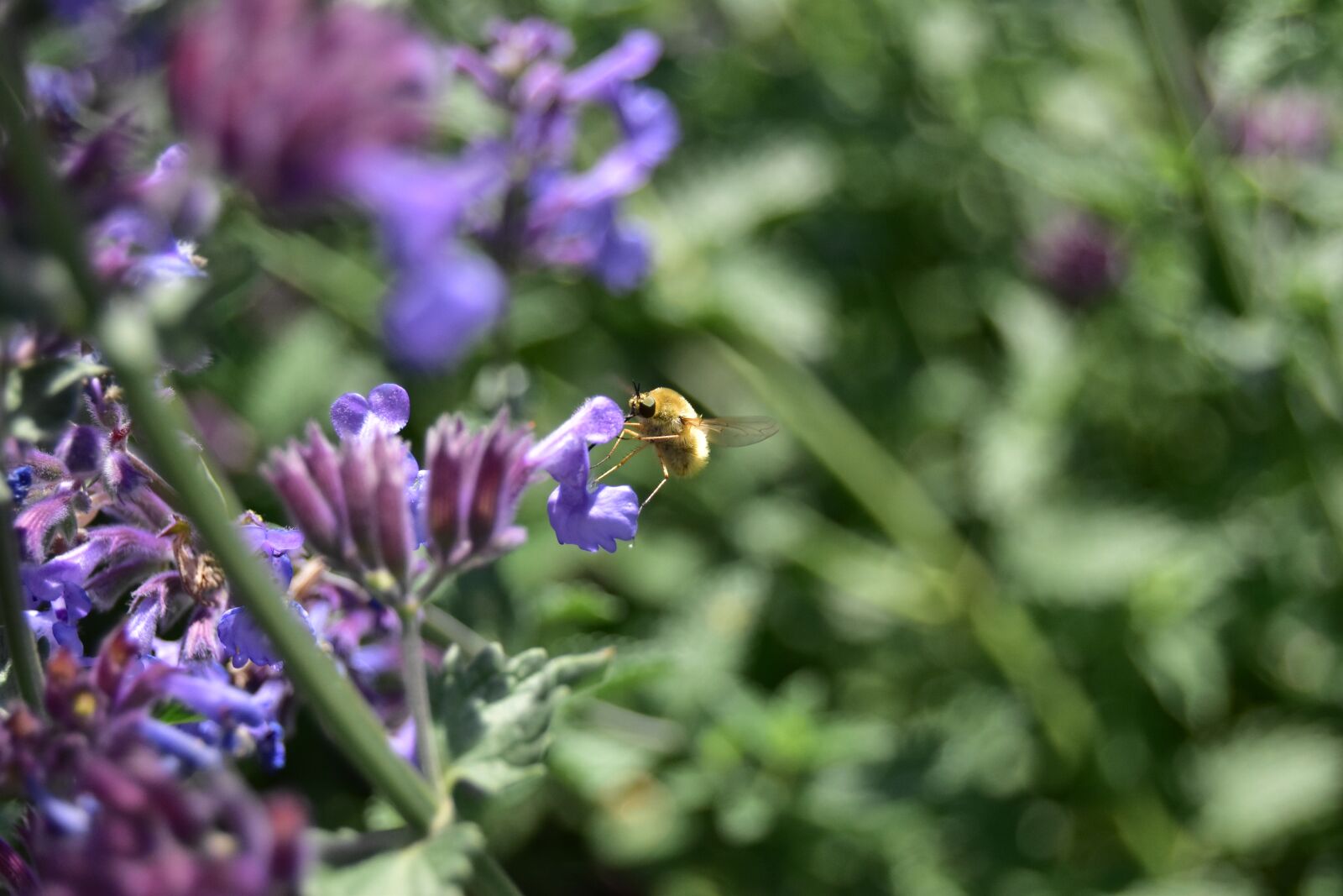 Nikon D5600 sample photo. Bombylius major, bombyliidae, purple photography