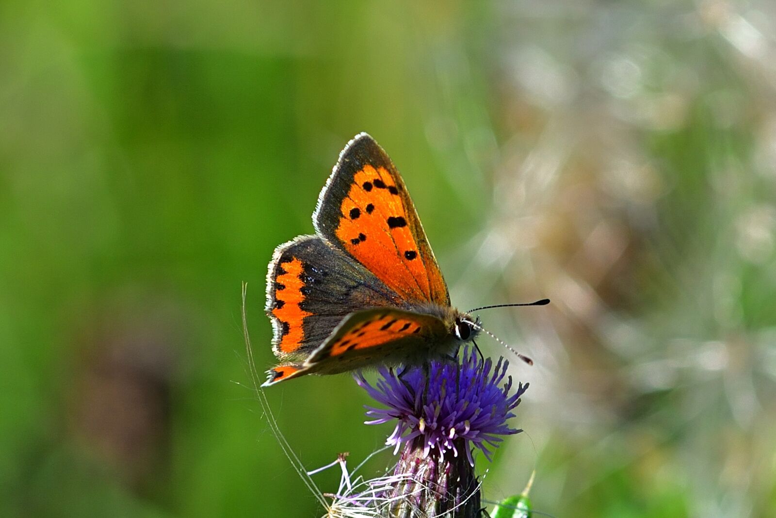 Nikon D5200 sample photo. Butterfly, fire falter, common photography