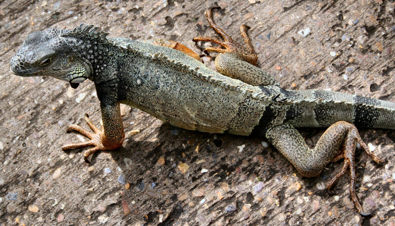 Canon EOS 350D (EOS Digital Rebel XT / EOS Kiss Digital N) sample photo. Lizard, iguana, reptile photography
