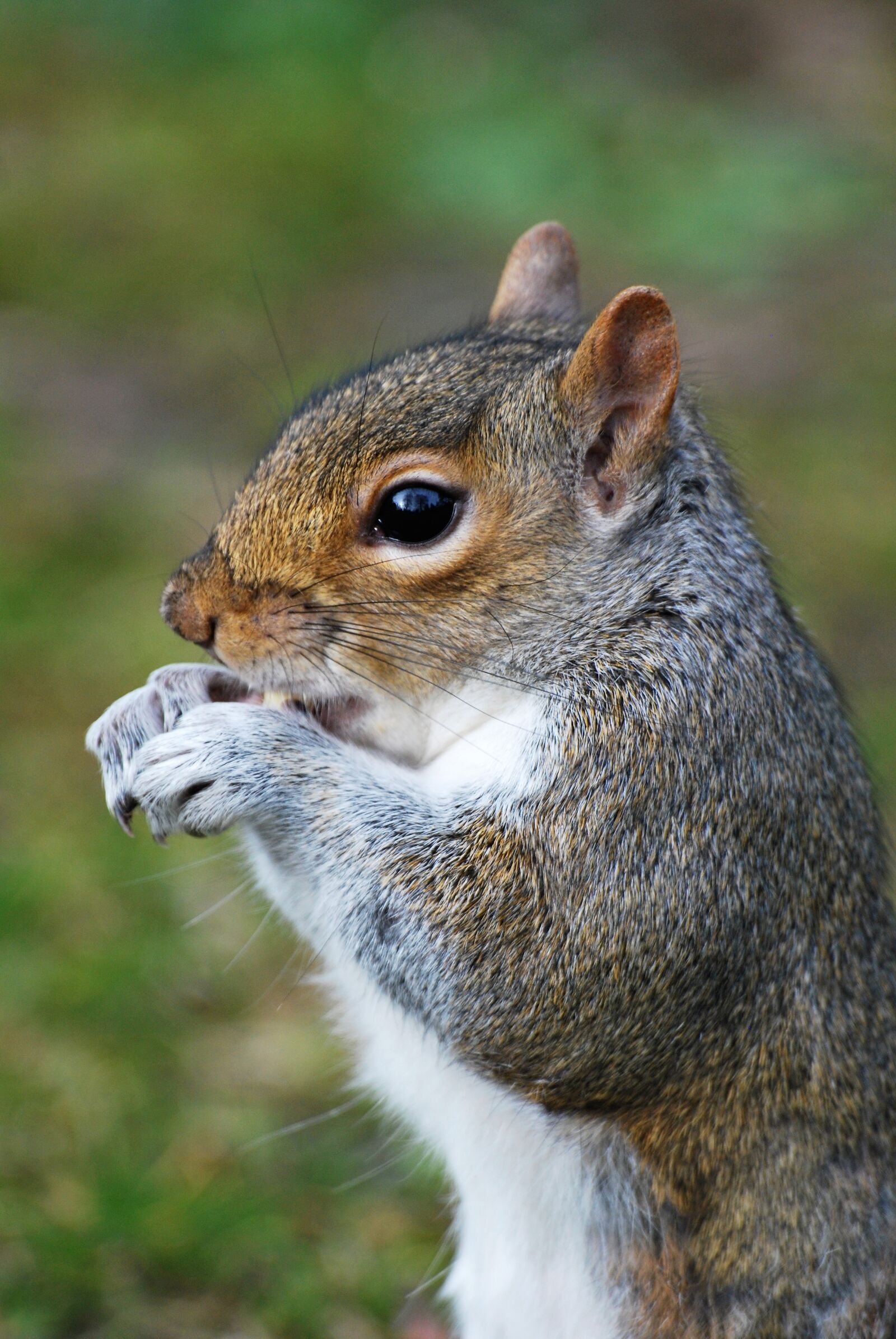 Nikon D60 sample photo. Squirrel, animal, rodent photography