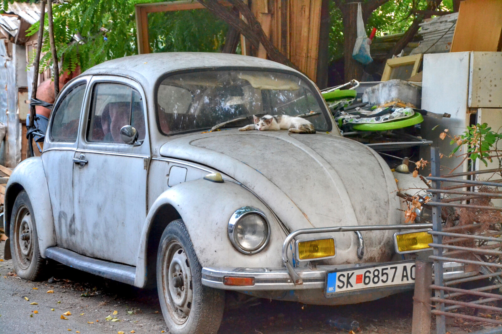 Nikon D3100 sample photo. Beetle, bug, cat, cats photography