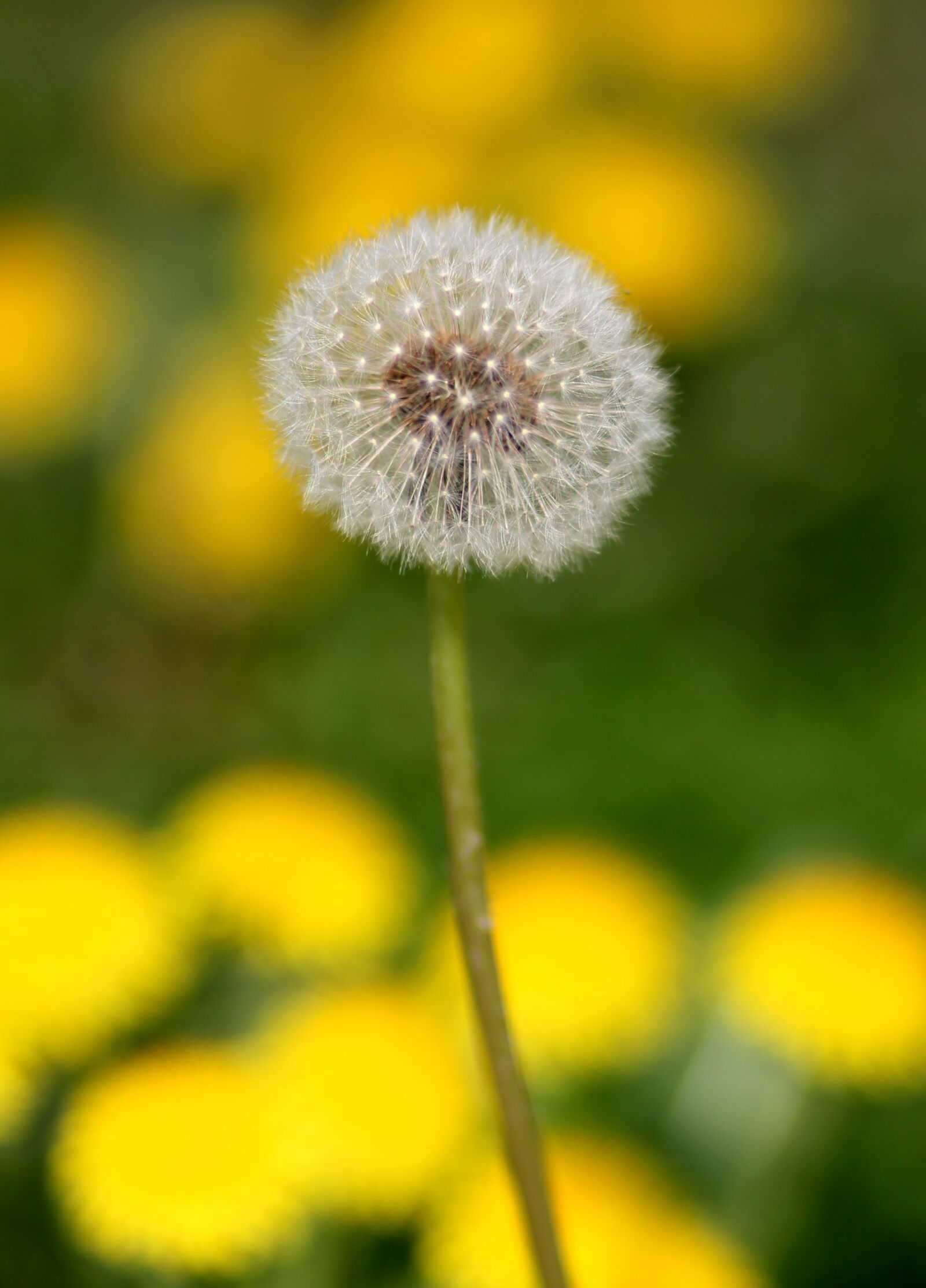 Canon EOS 700D (EOS Rebel T5i / EOS Kiss X7i) + Canon EF 85mm F1.8 USM sample photo. Dandelion, down, yellow photography