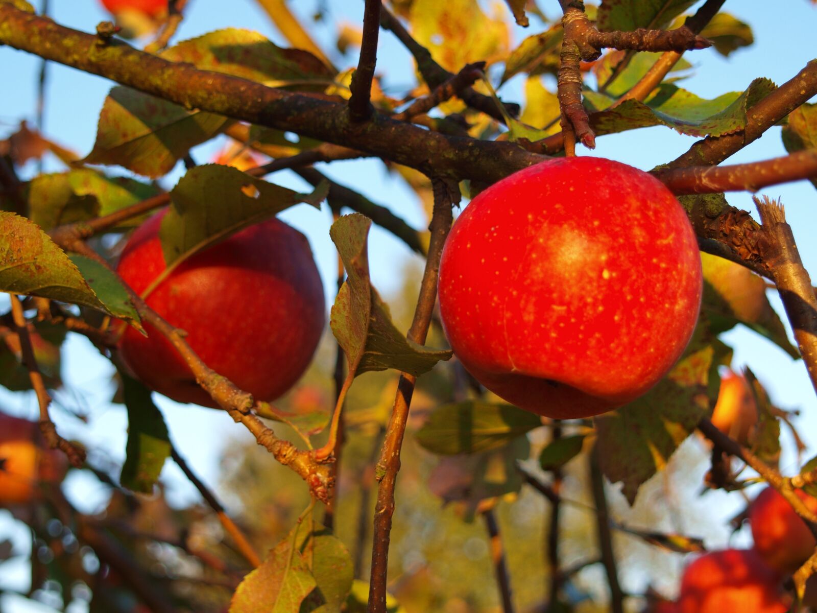 Olympus E-420 (EVOLT E-420) sample photo. Autumn, apples, fruit photography