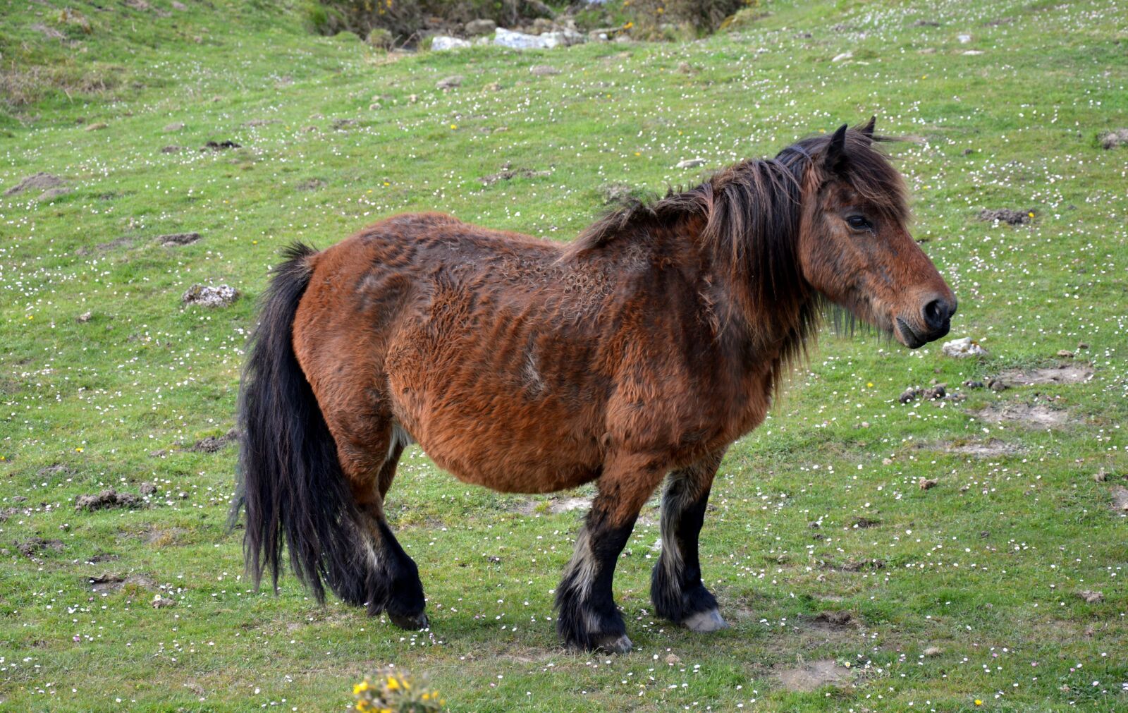 Nikon D3200 sample photo. Pottok, horse of the photography