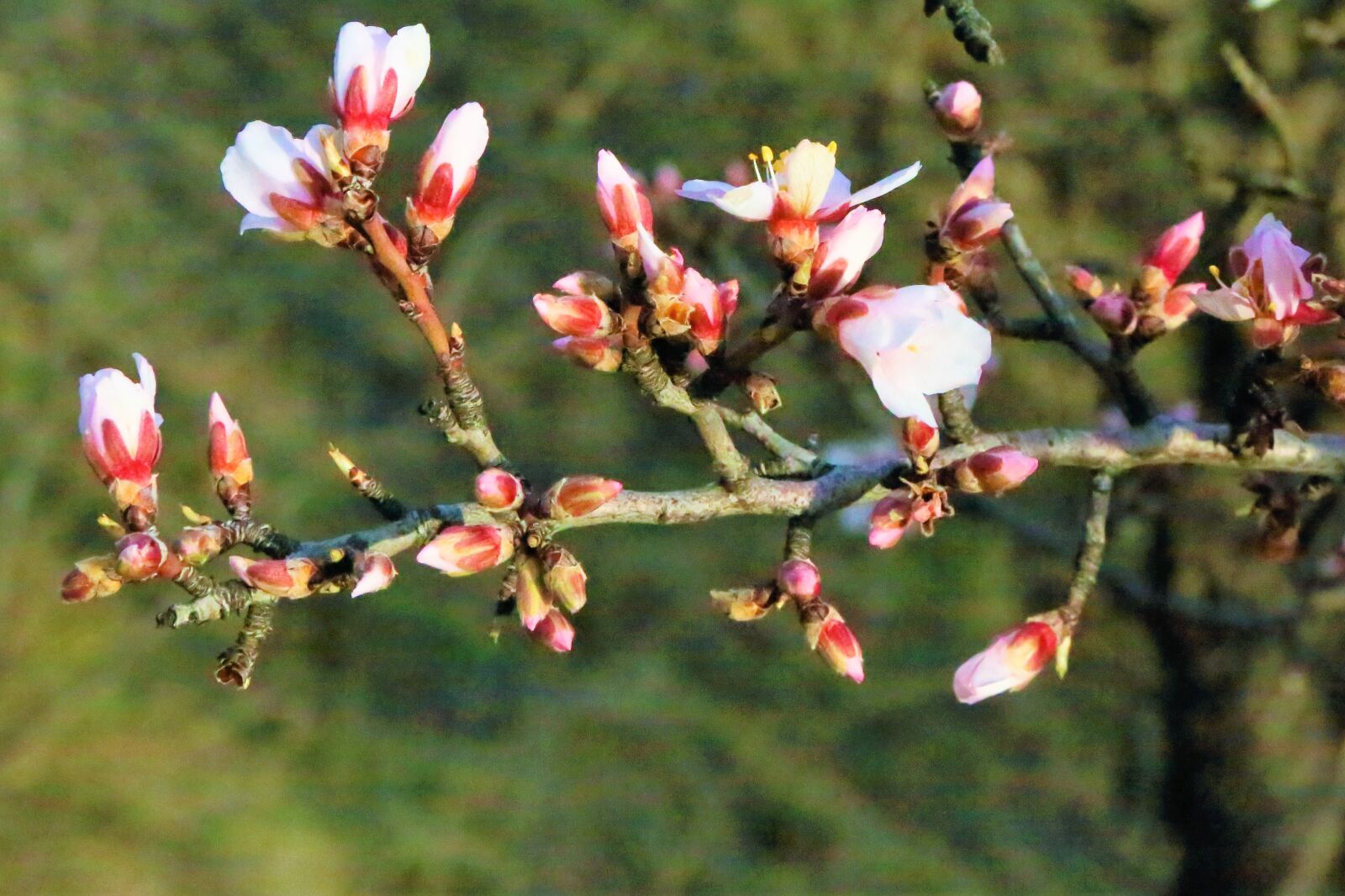Canon EF 24-105mm F4L IS USM sample photo. Flowers, spring, nature photography
