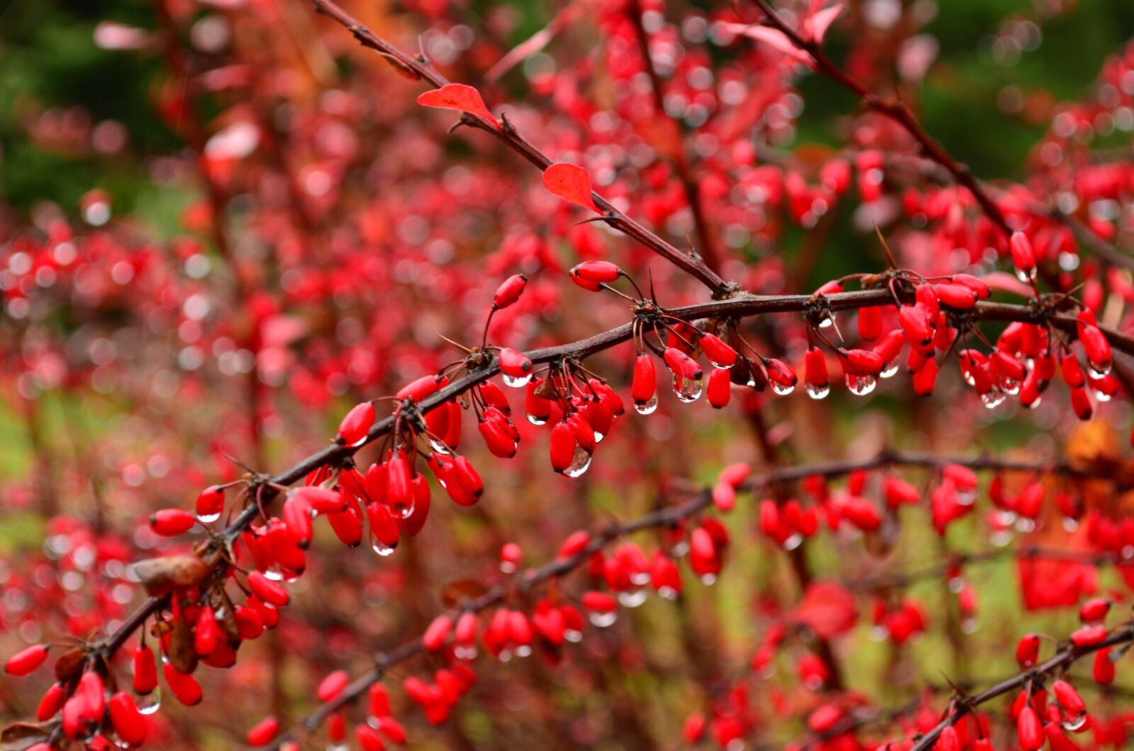 Nikon D5100 sample photo. Water, water droplets, flowers photography