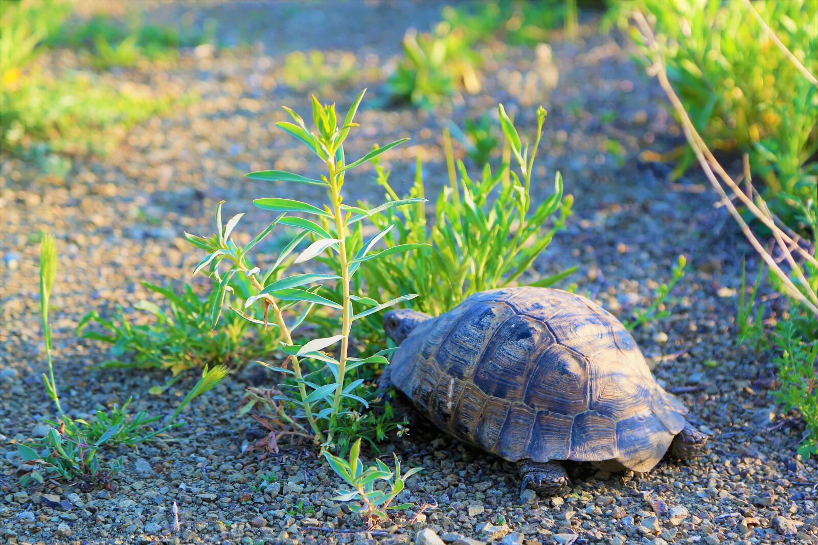 Canon EOS 5D Mark III sample photo. Tortoise, nature, animal photography