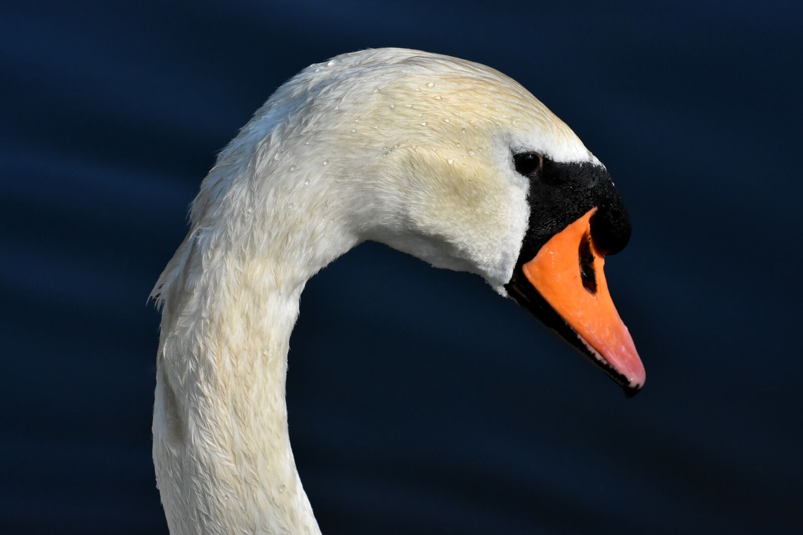 Nikon D7200 sample photo. Swan, elegant, noble photography