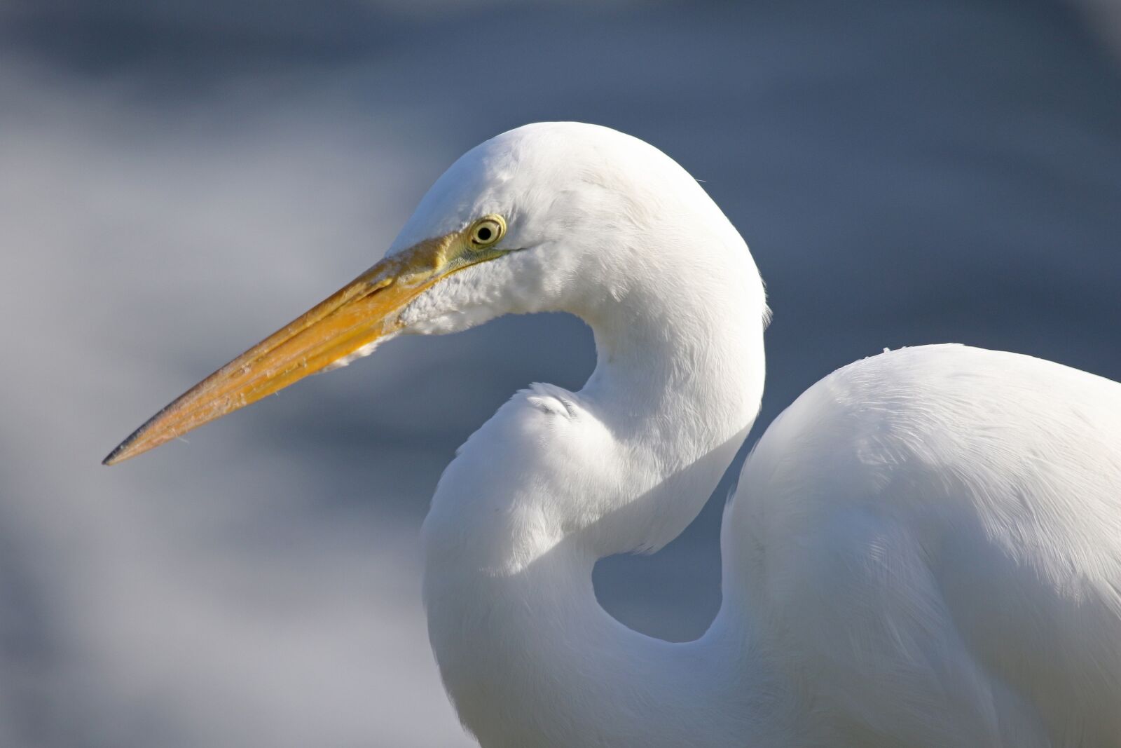 Canon EF 100-400mm F4.5-5.6L IS USM sample photo. Great egret, waterfowl, bird photography