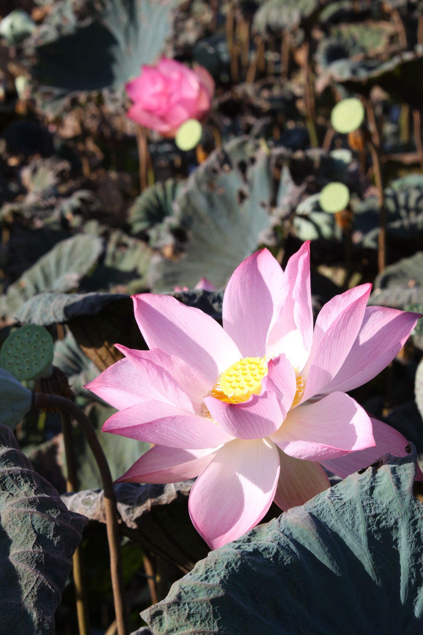 Canon EOS 50D sample photo. English lotus, pink, lotus photography