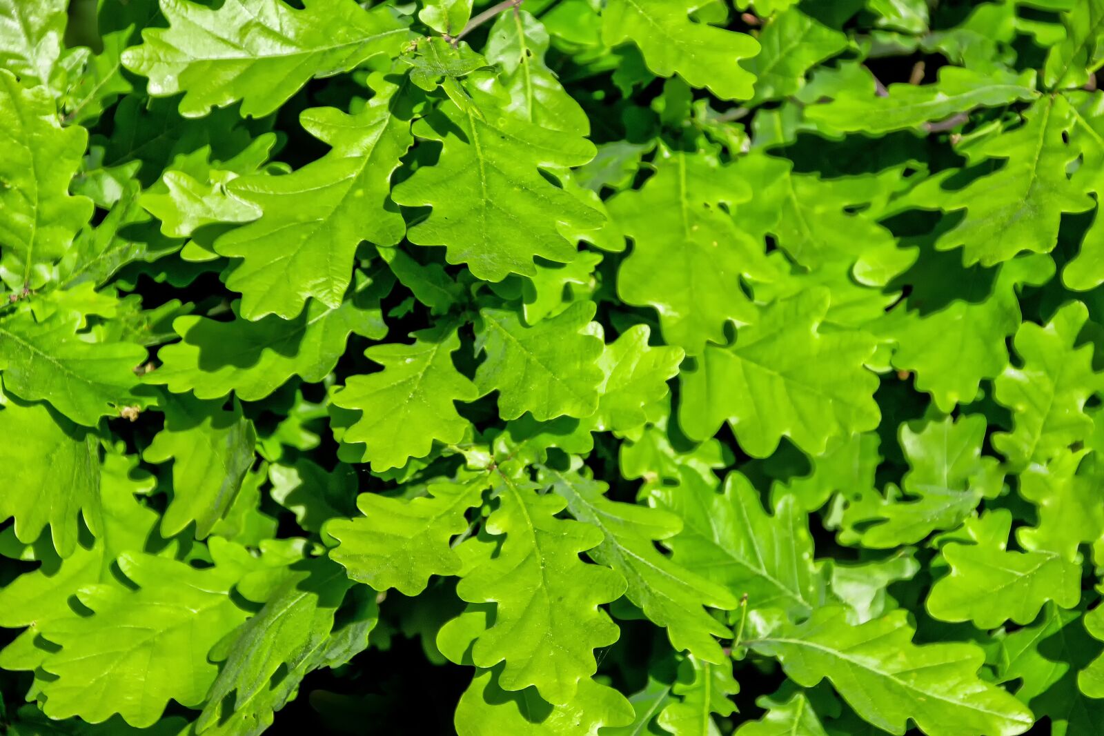 Canon EOS 60D sample photo. Oak leaves, oak, light photography