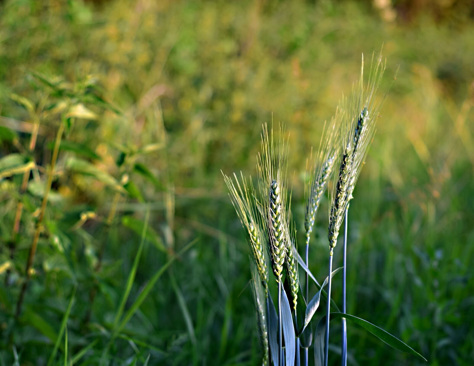 Nikon D5300 sample photo. Ears, cereals, field photography