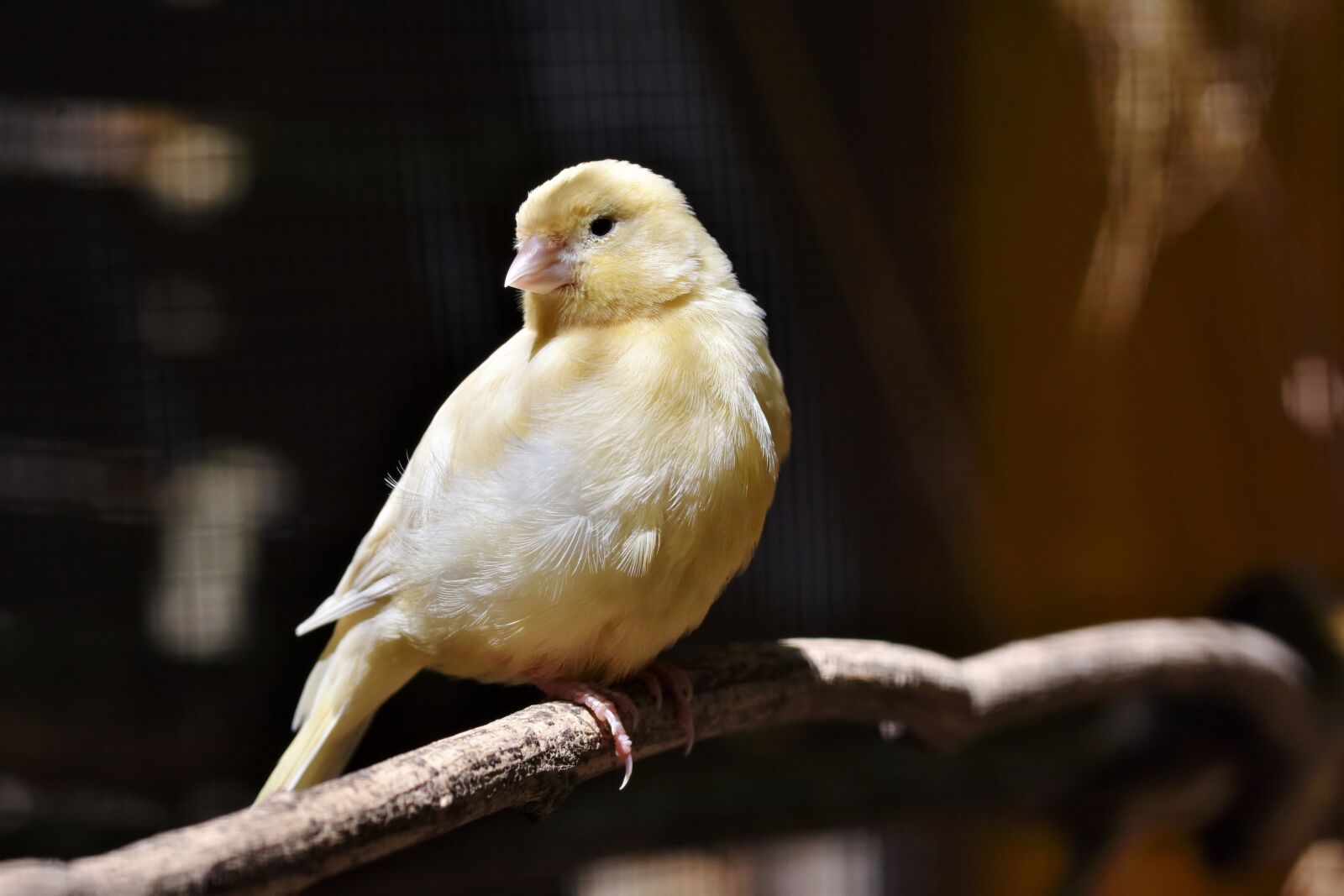 Nikon D7200 sample photo. Canary, songbird, bird photography