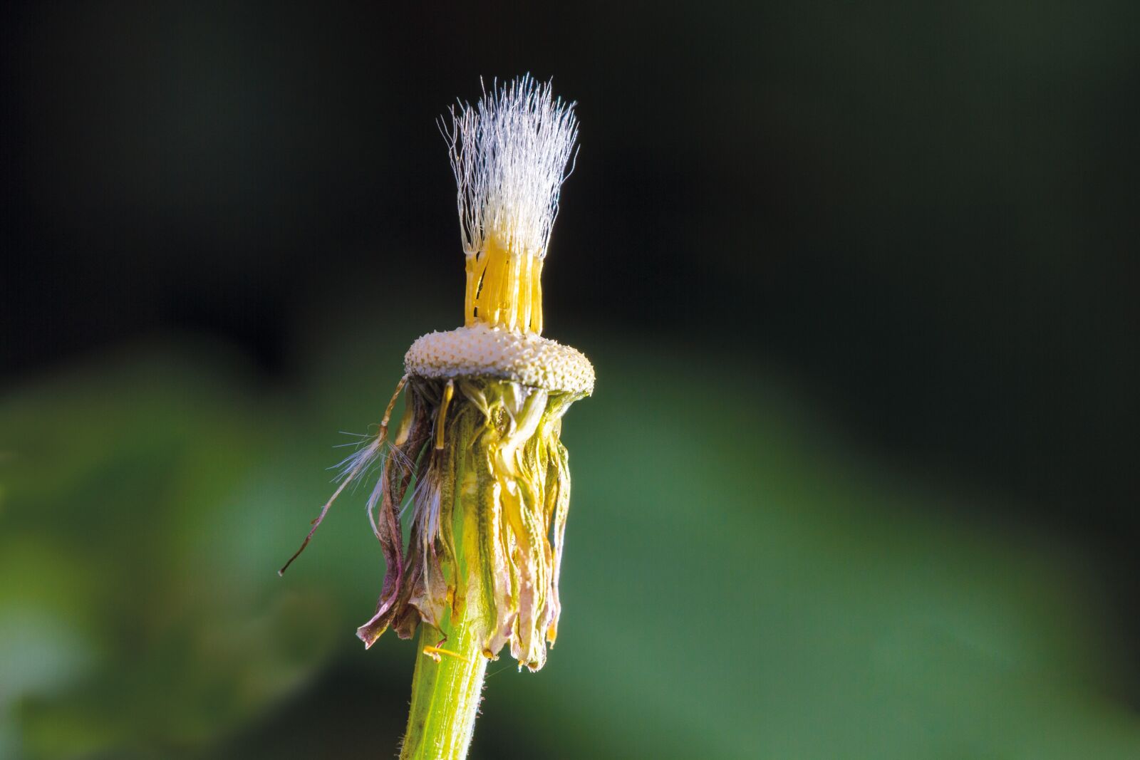 Canon EOS 7D sample photo. Tussilago farfara, faded, seeds photography