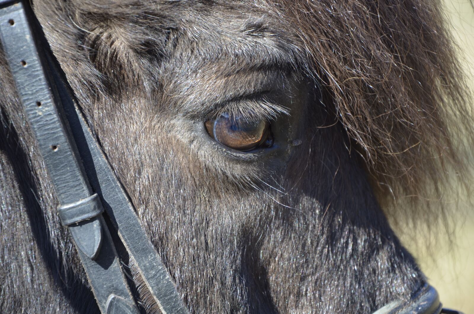 Nikon D5100 sample photo. Pony, icelanders, brown pony photography