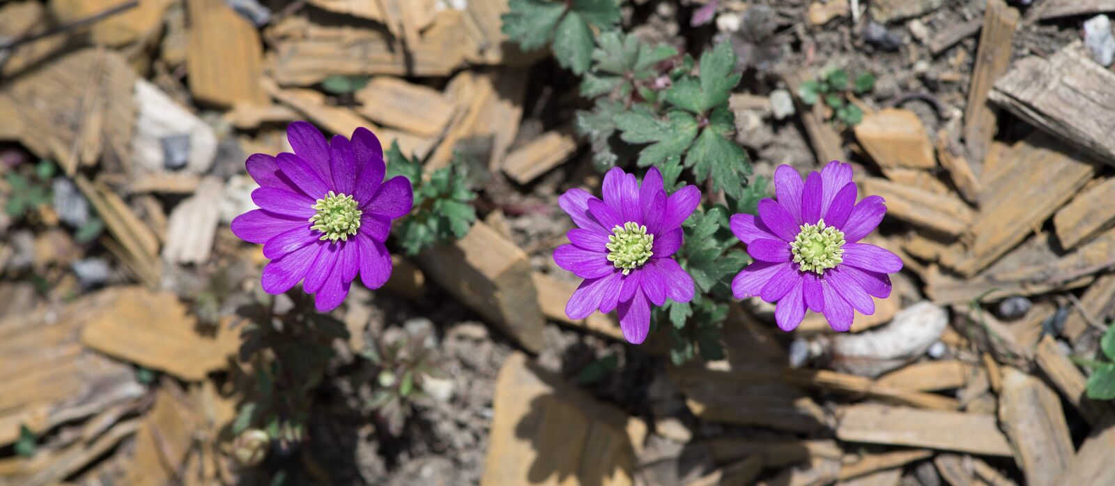 Nikon D750 sample photo. Balkan anemone, flowers, spring photography