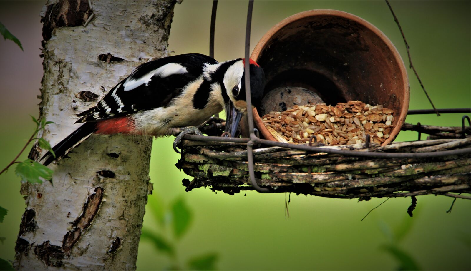 Tamron SP 150-600mm F5-6.3 Di VC USD sample photo. Great spotted woodpecker, fat photography