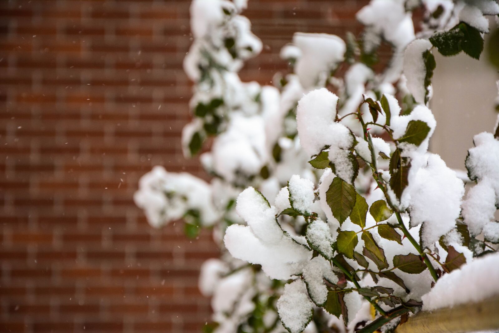 Nikon D7100 sample photo. Photo, the leaves, winter photography