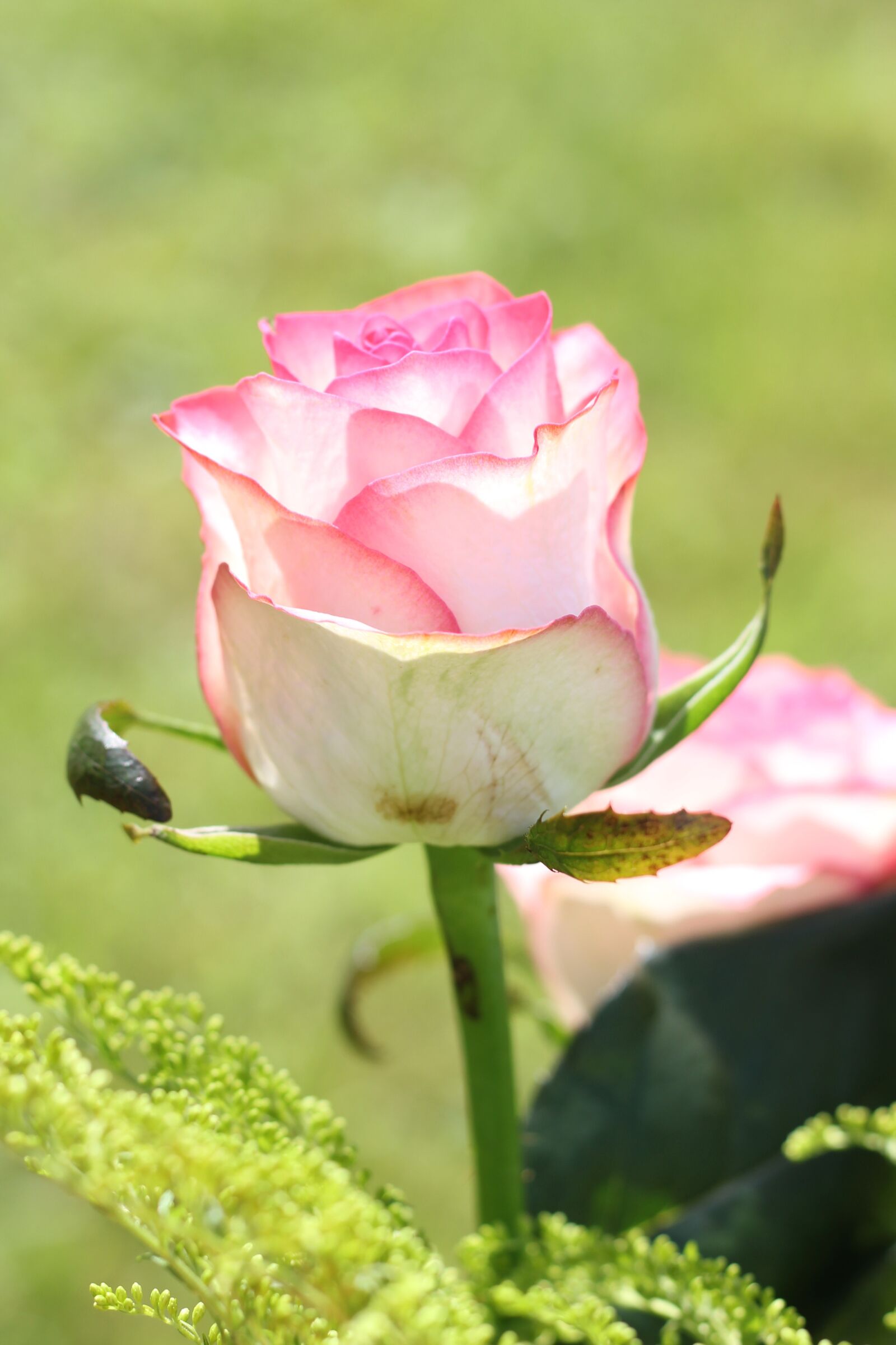 Canon EOS 550D (EOS Rebel T2i / EOS Kiss X4) sample photo. Rose, blossom, bloom photography