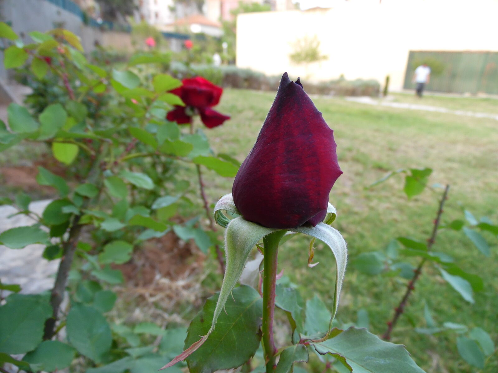 Samsung WB1100F/WB1101F/WB1102F sample photo