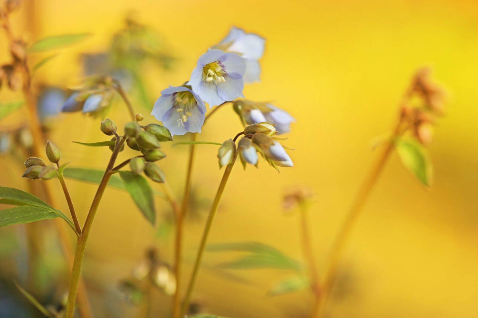 Nikon D3S sample photo. Plant, flower, nature photography