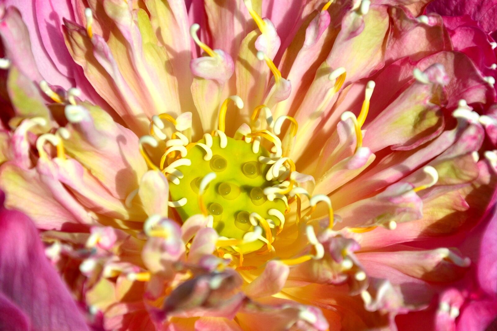 Nikon D3100 sample photo. Petal, flower, flora photography