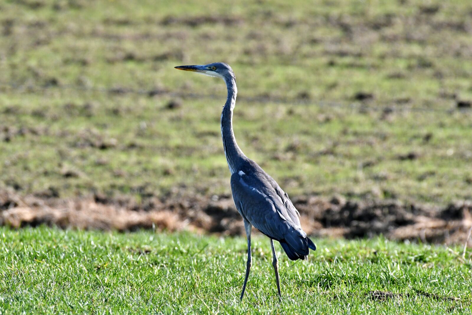 Nikon D500 sample photo. Blue heron, bird, wings photography