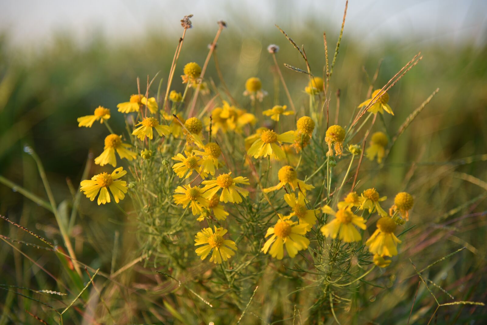 Nikon D750 sample photo. Flowers, yellow, grass photography