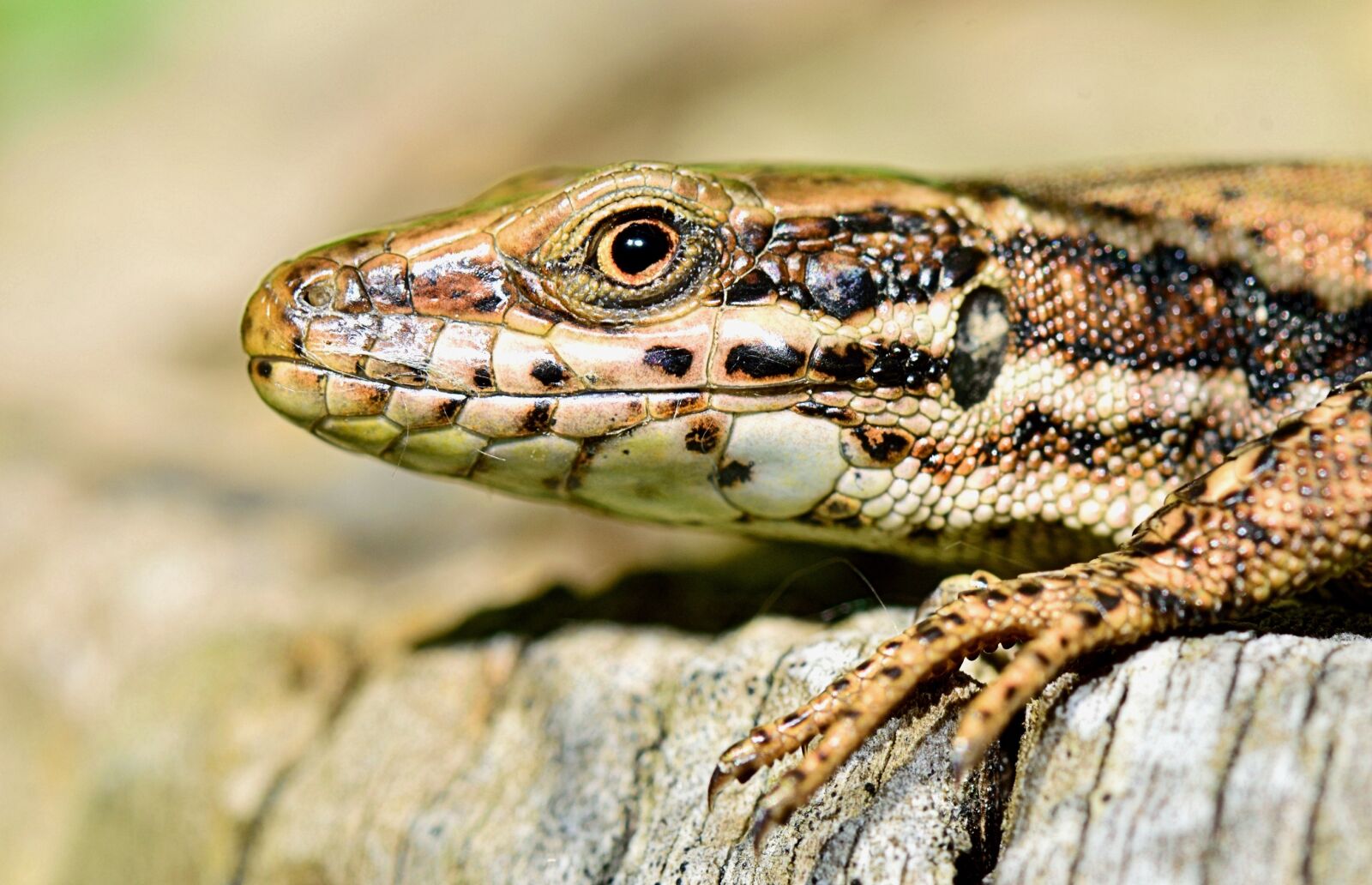 Nikon D5300 sample photo. Nature, lizard, insect photography