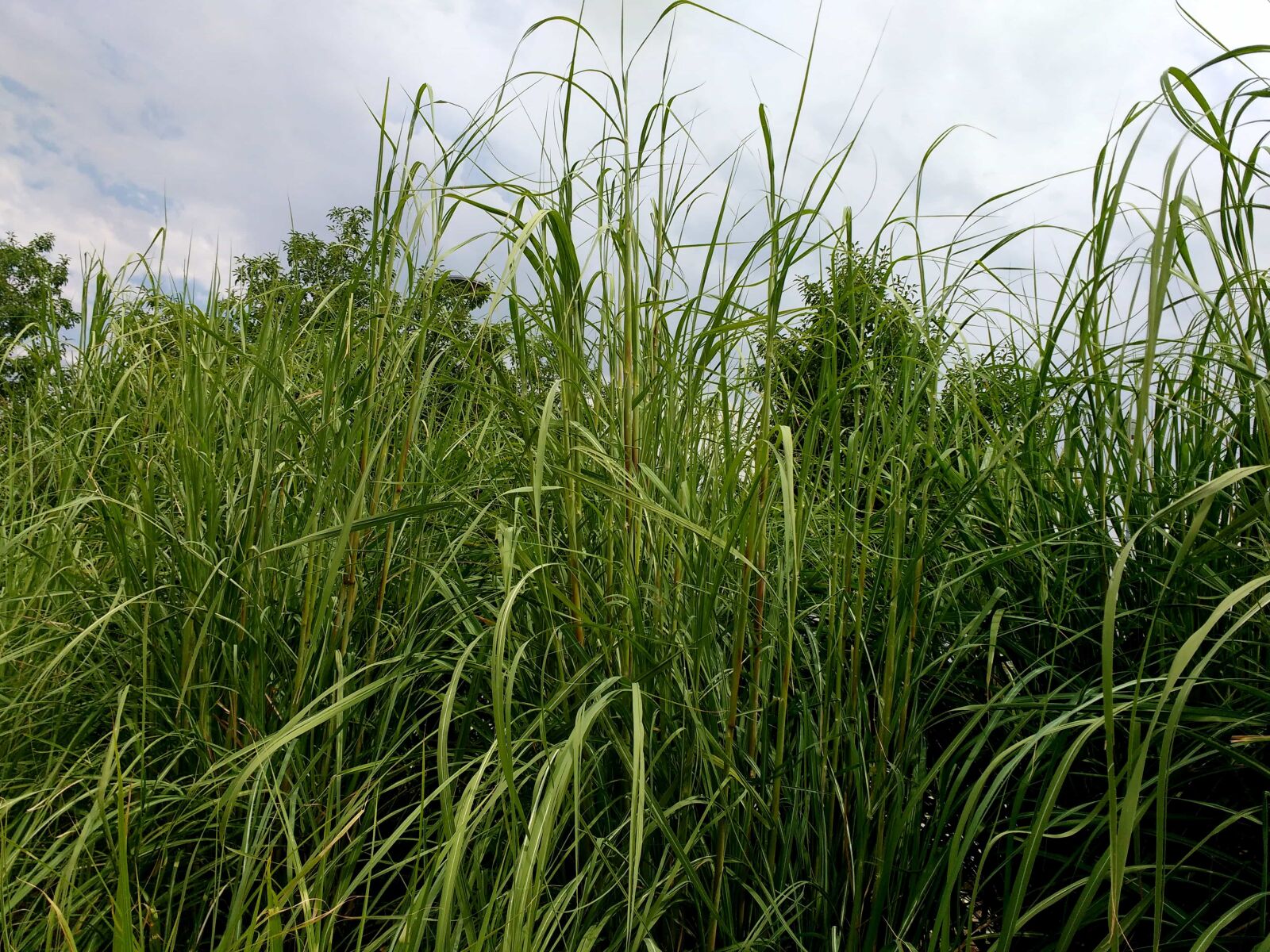 Motorola MotoG3 sample photo. Rural, agriculture, plant, meadow photography