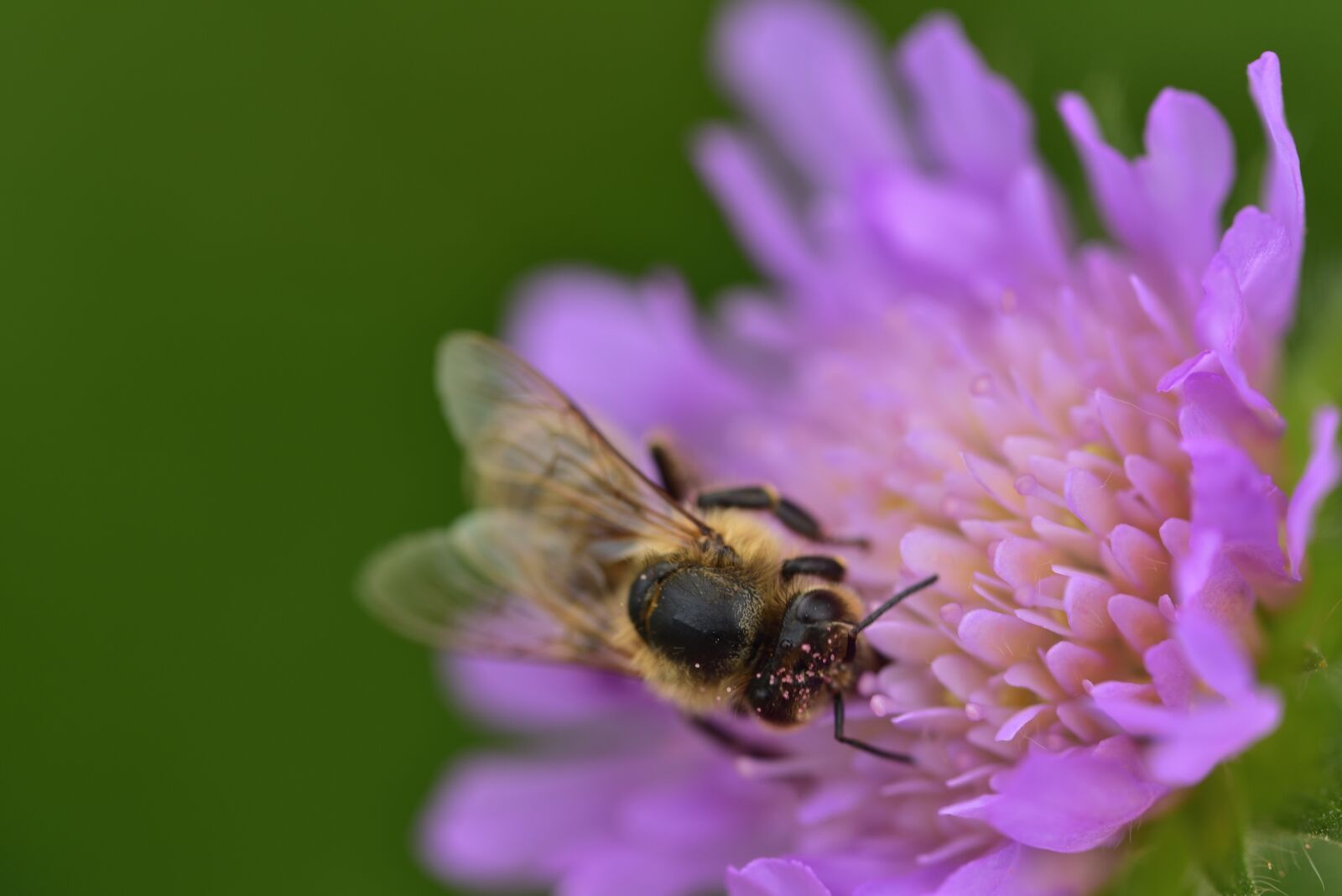Nikon D750 sample photo. Bee, blossom, bloom photography