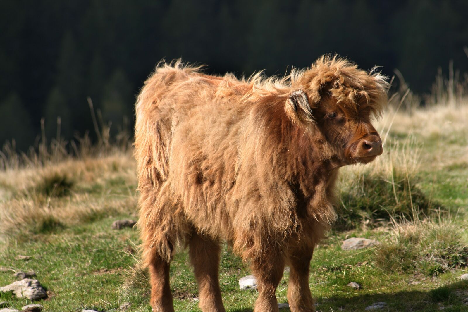 Canon EOS 300D (EOS Digital Rebel / EOS Kiss Digital) sample photo. Beef, mountain, ruminant photography