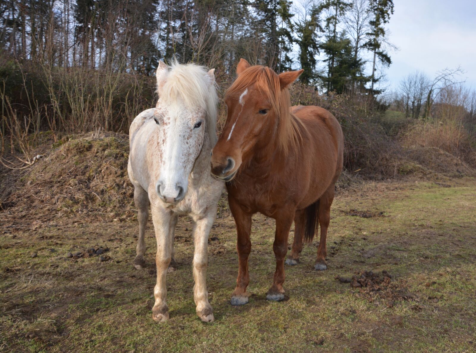 Nikon D5200 sample photo. Horses, horses freedom, nature photography