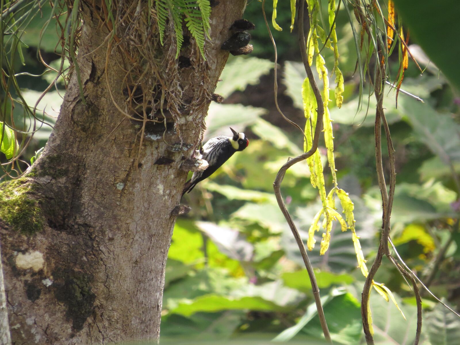 Canon PowerShot SX50 HS sample photo. The, india, colombia photography