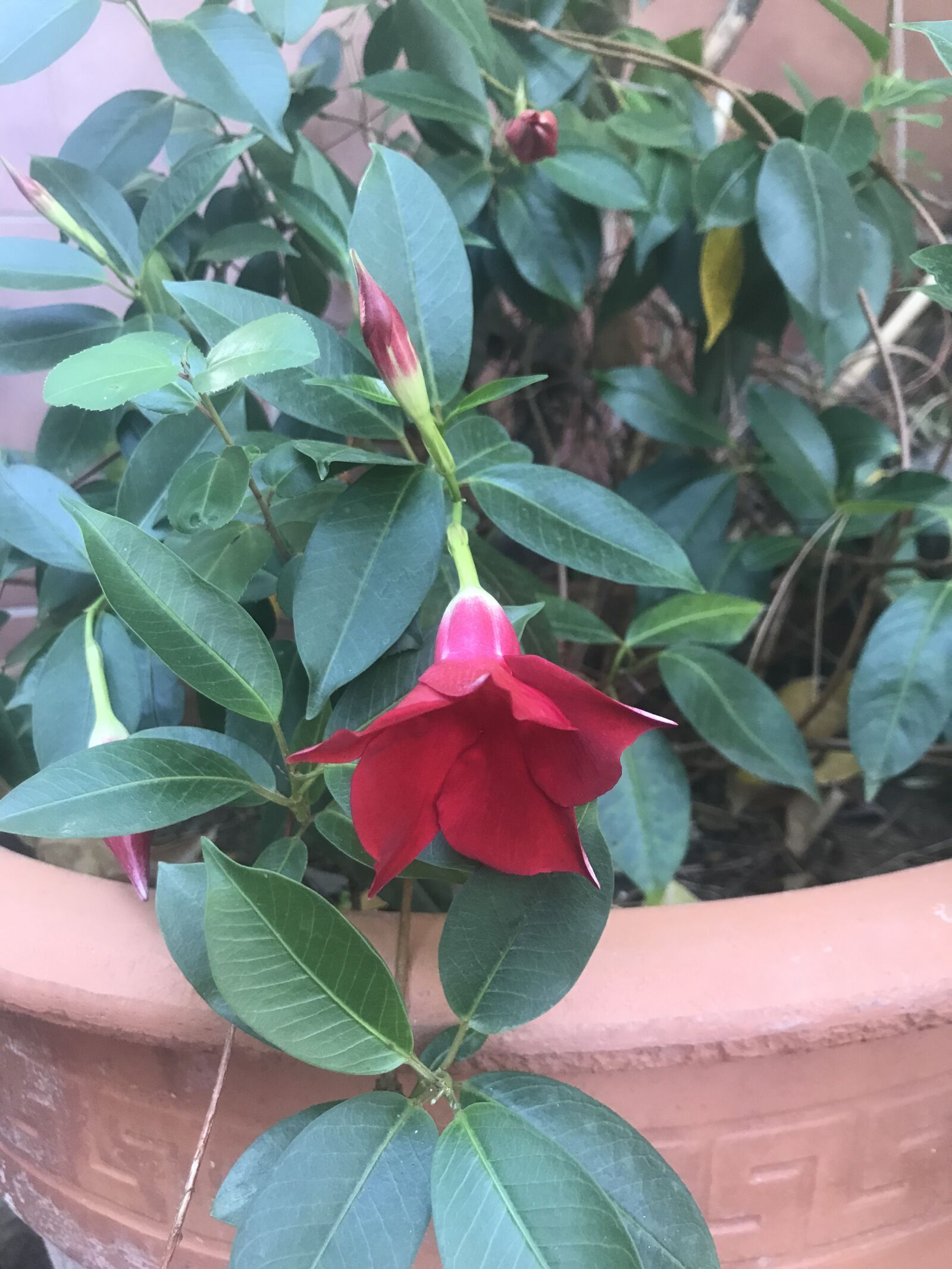 iPhone 7 back camera 3.99mm f/1.8 sample photo. Leaves, green, nature photography