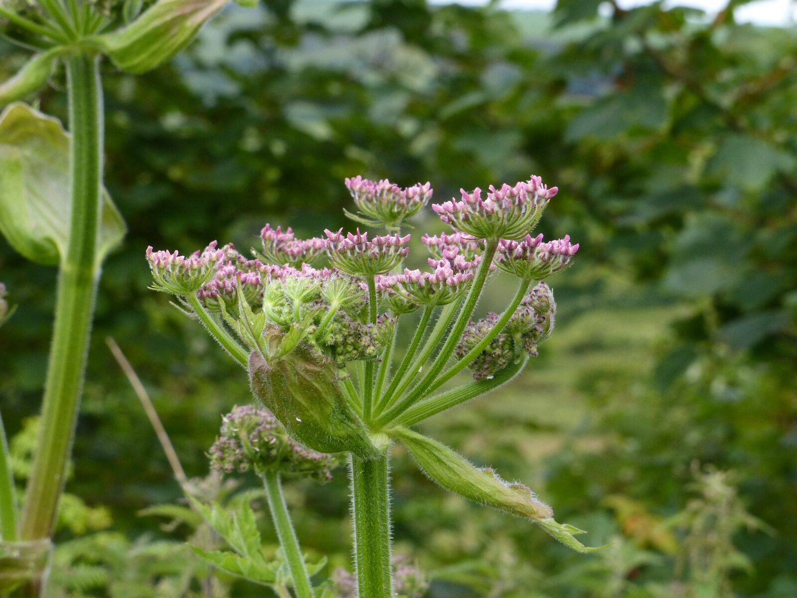 Panasonic Lumix DMC-FZ200 sample photo. Hogweed, pink, wildflower photography