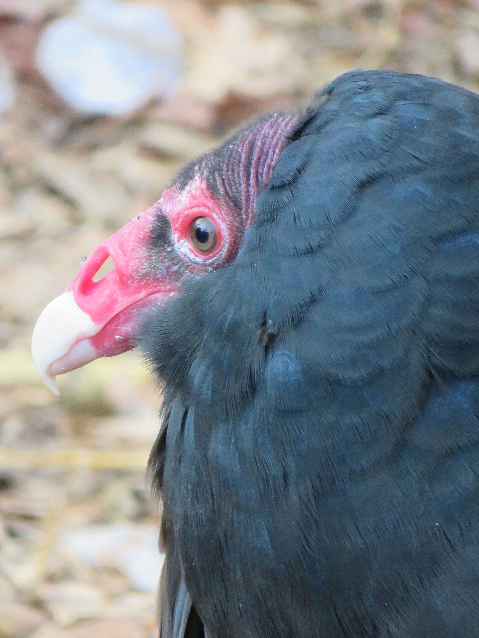 Canon PowerShot SX720 HS sample photo. Buzzard, vulture, red photography