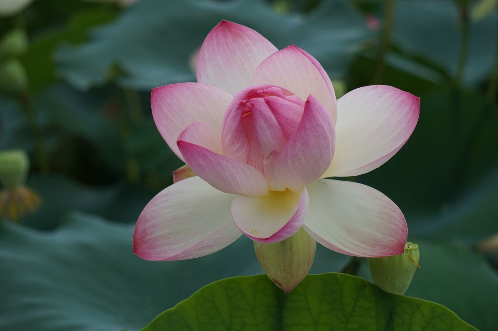 Sony Alpha a5000 (ILCE 5000) + Sony E 55-210mm F4.5-6.3 OSS sample photo. Lotus, nature, plants photography
