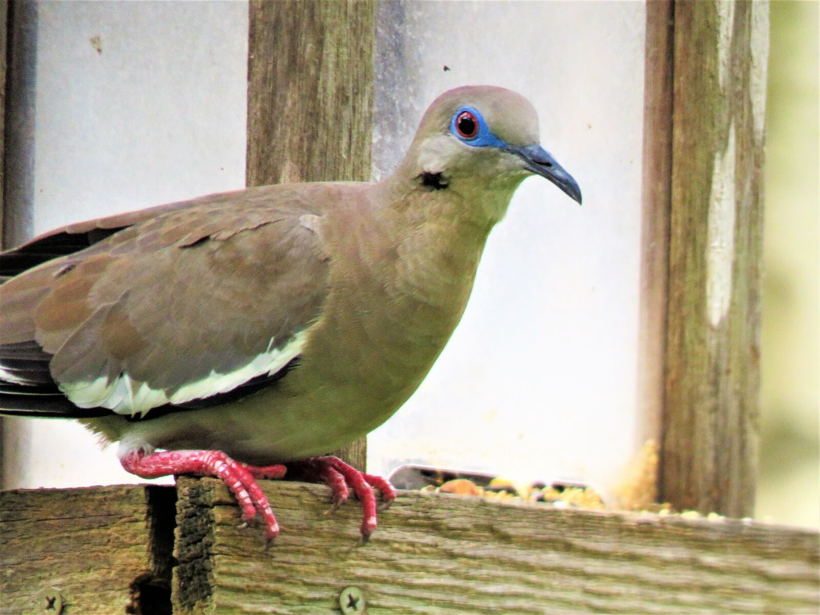 Canon PowerShot SX60 HS sample photo. Bird, dove, wildlife photography