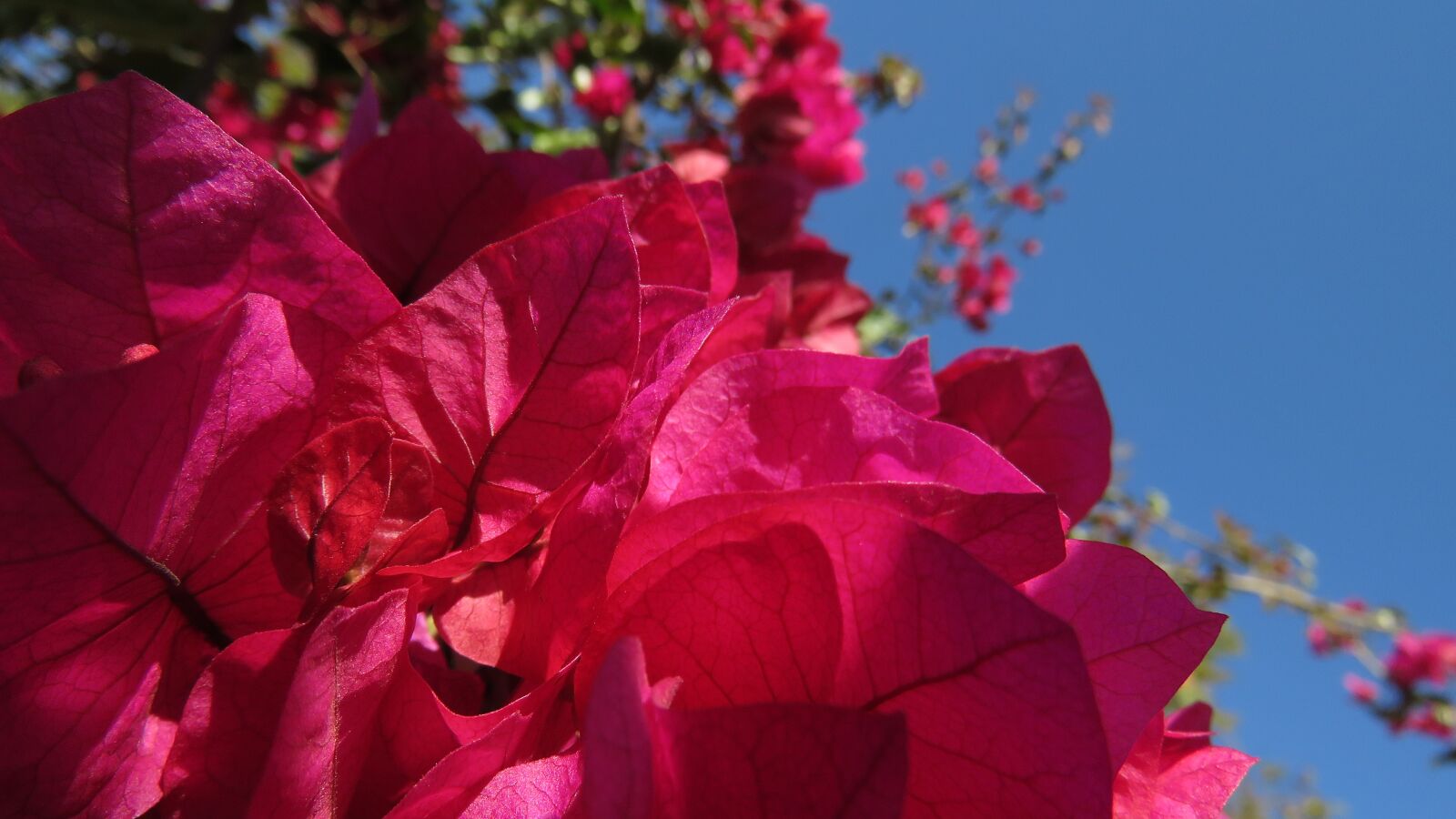 Canon PowerShot SX60 HS sample photo. Nature, color, flower photography