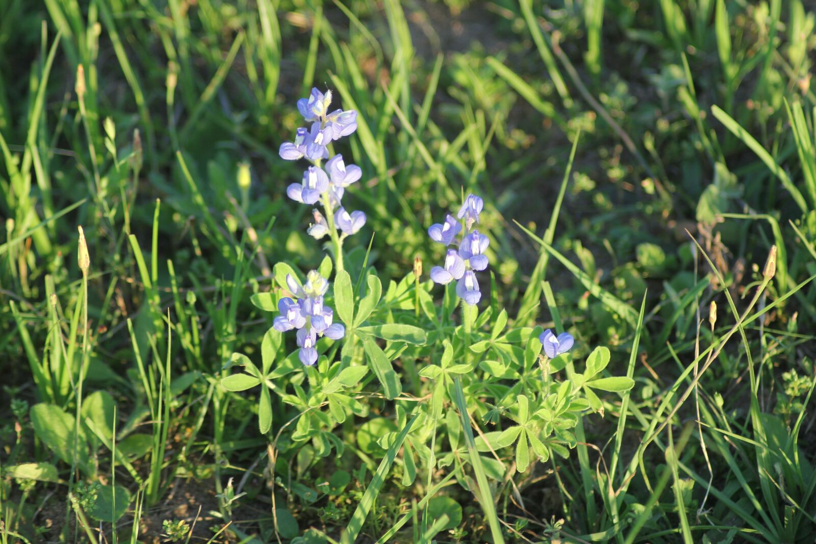 Canon EOS 60D sample photo. Bluebonnet, texas, spring photography