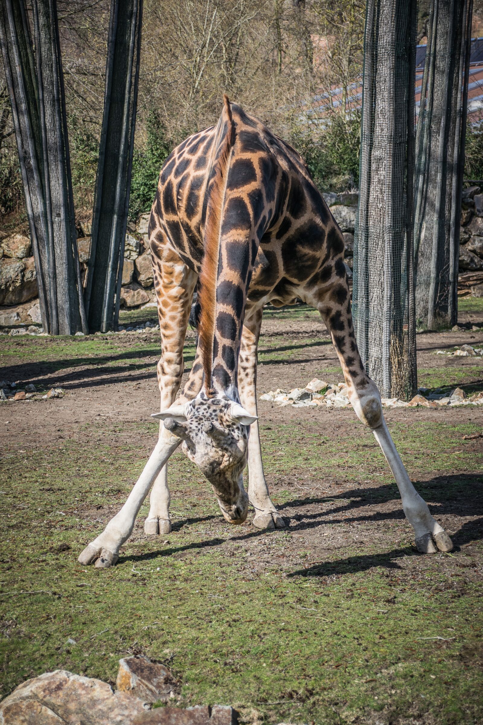 Nikon D5300 sample photo. Zoo, fauna, animal photography